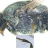 Sphecodes ephippius